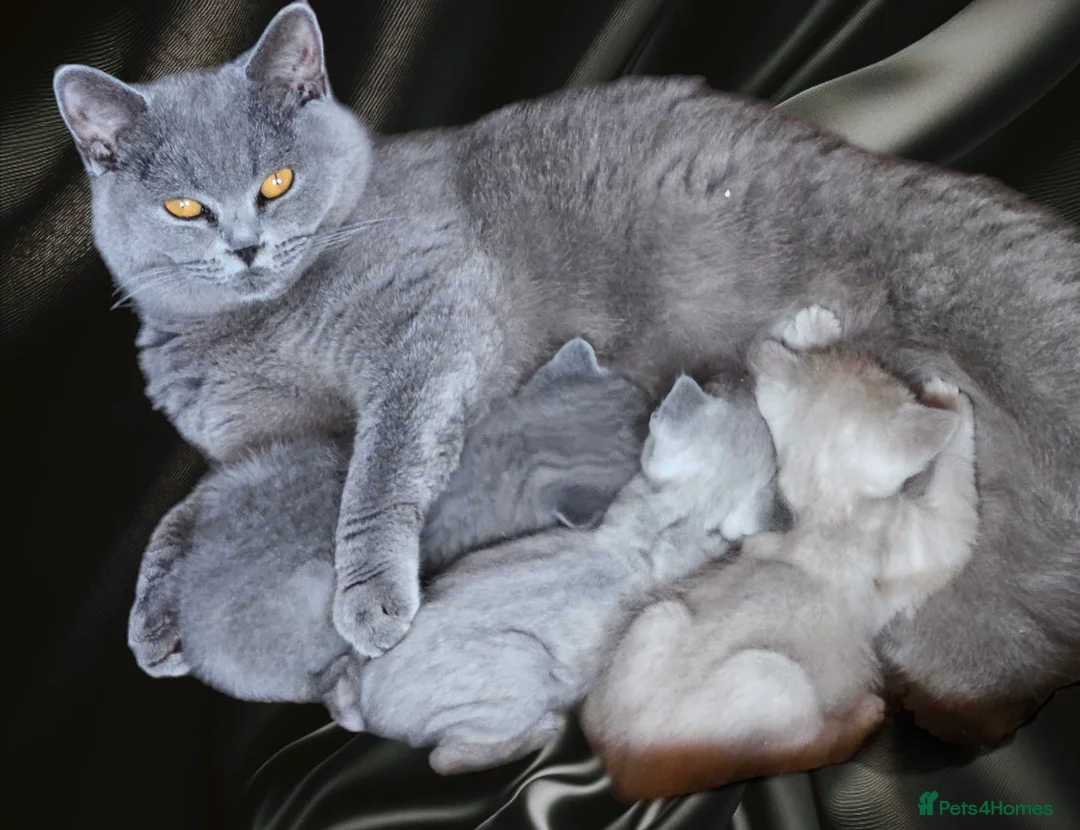 British Shorthair cats for sale: Beautiful british shorthair kittens  - Advert 6