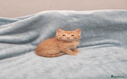 Mixed Breed cats for sale: Beautiful kittes Videos - Advert 10