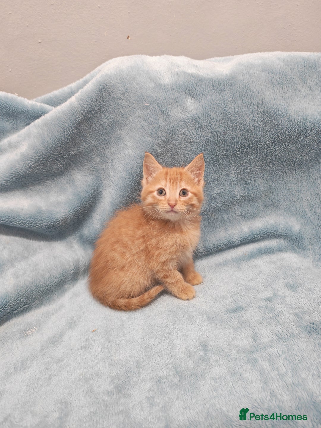 Mixed Breed cats for sale: Beautiful kittes Videos - Advert 10