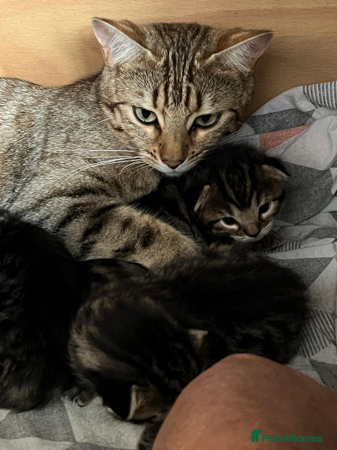 Bengal cats for sale: 4 Bengal cross kittens - Image 15