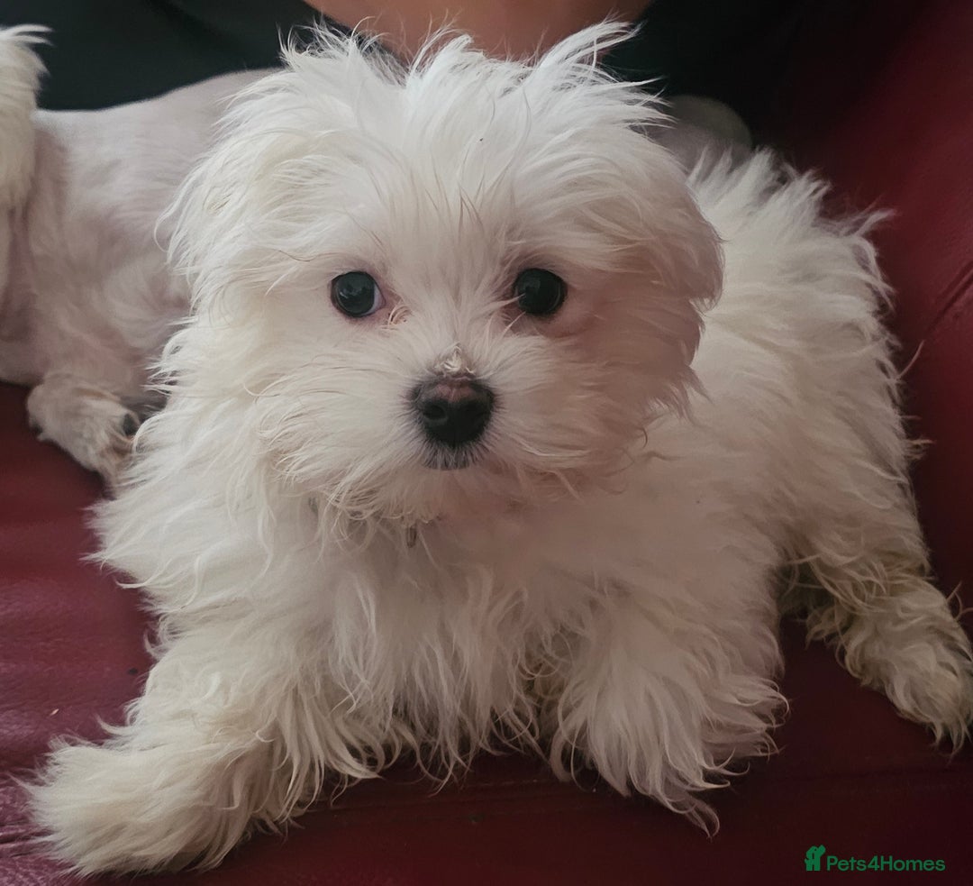 Maltese dogs for sale: Female Maltese  - Advert 2