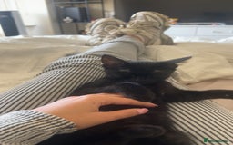 Mixed Breed cats for sale: Black Kitten - Image 2