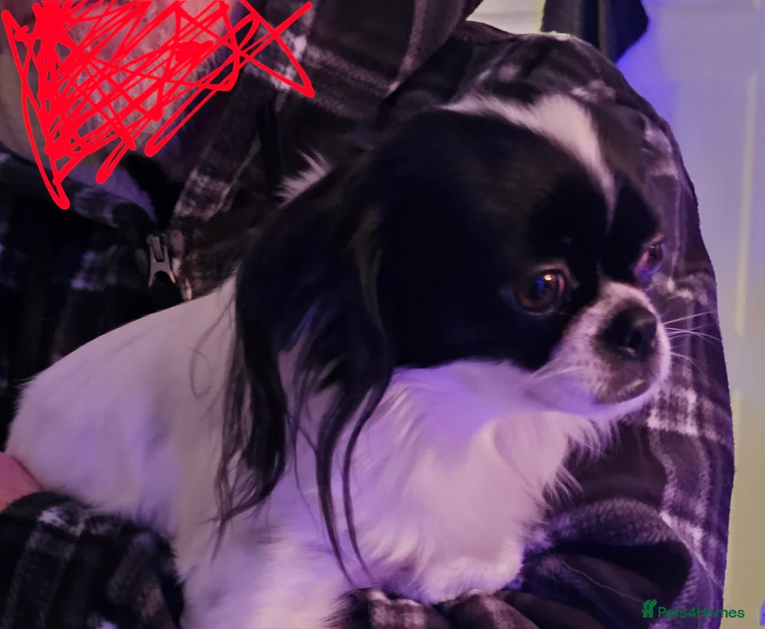 Mixed Breed dogs for sale: Papillon x Chihuahu ADULT Female  - Advert 3