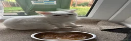 British Shorthair cats for sale: White kitten in Droitwich - Advert 2