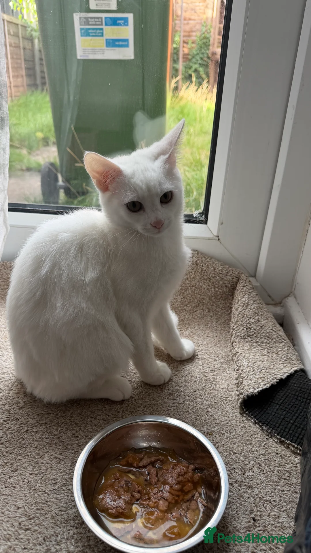 British Shorthair cats for sale: White kitten in Droitwich - Advert 2