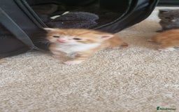 Domestic Shorthair cats for sale: Kittens  - Image 4