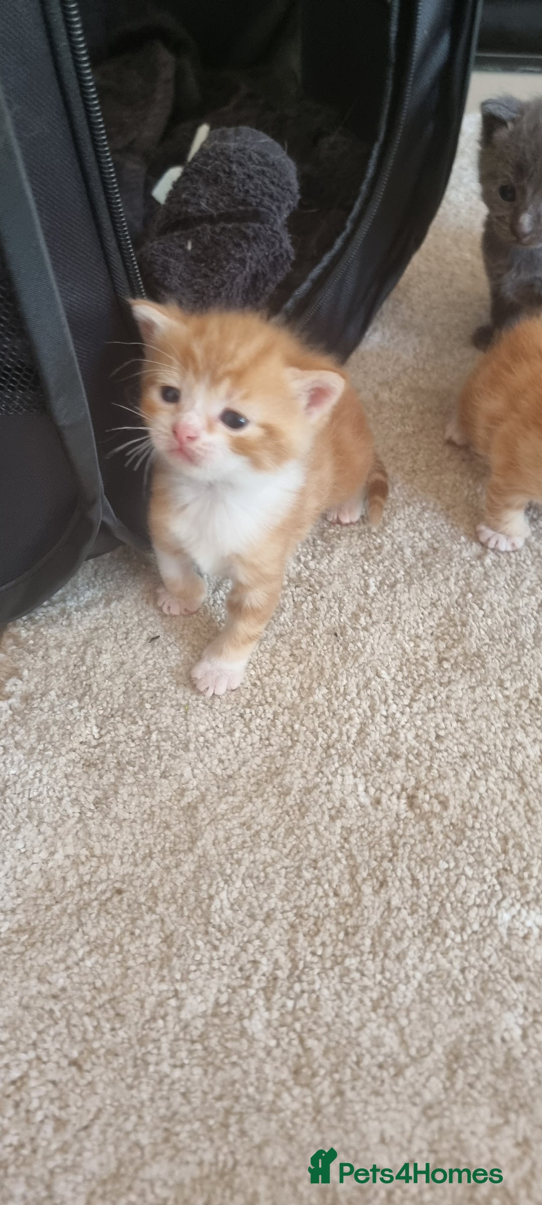 Domestic Shorthair cats for sale: Kittens  - Image 4