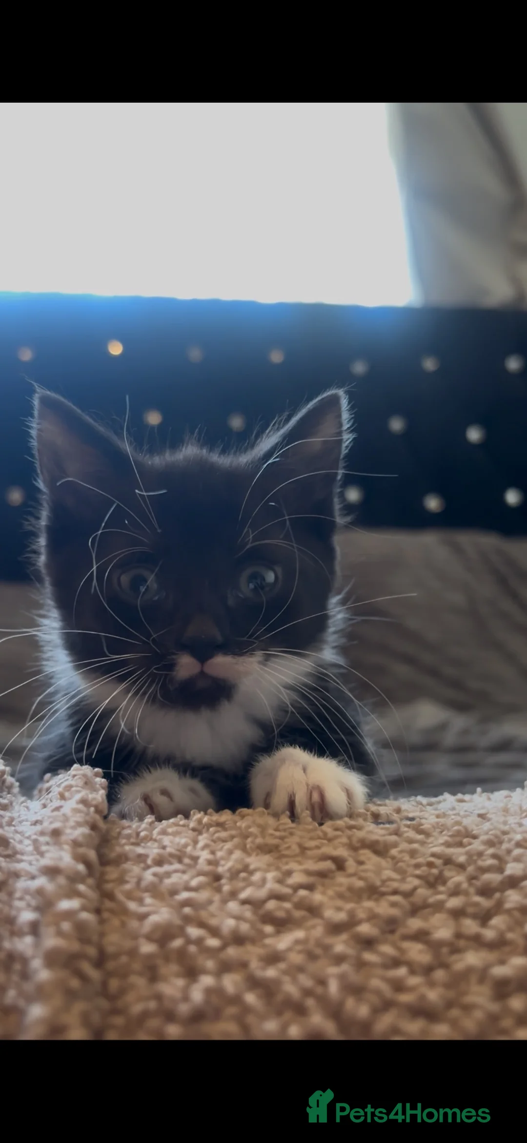 Mixed Breed cats for sale: 🐾Siamese cross kittens 🐾 - Advert 15