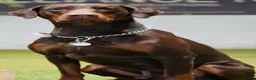 Dobermann dogs for stud: Champion bloodline Doberman for stud  - Advert 5