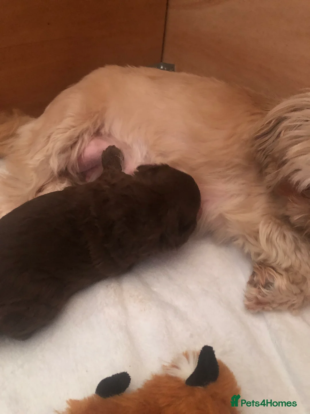 Shihpoo dogs for sale: Shihpoo girl puppy in Ramsgate - Advert 2