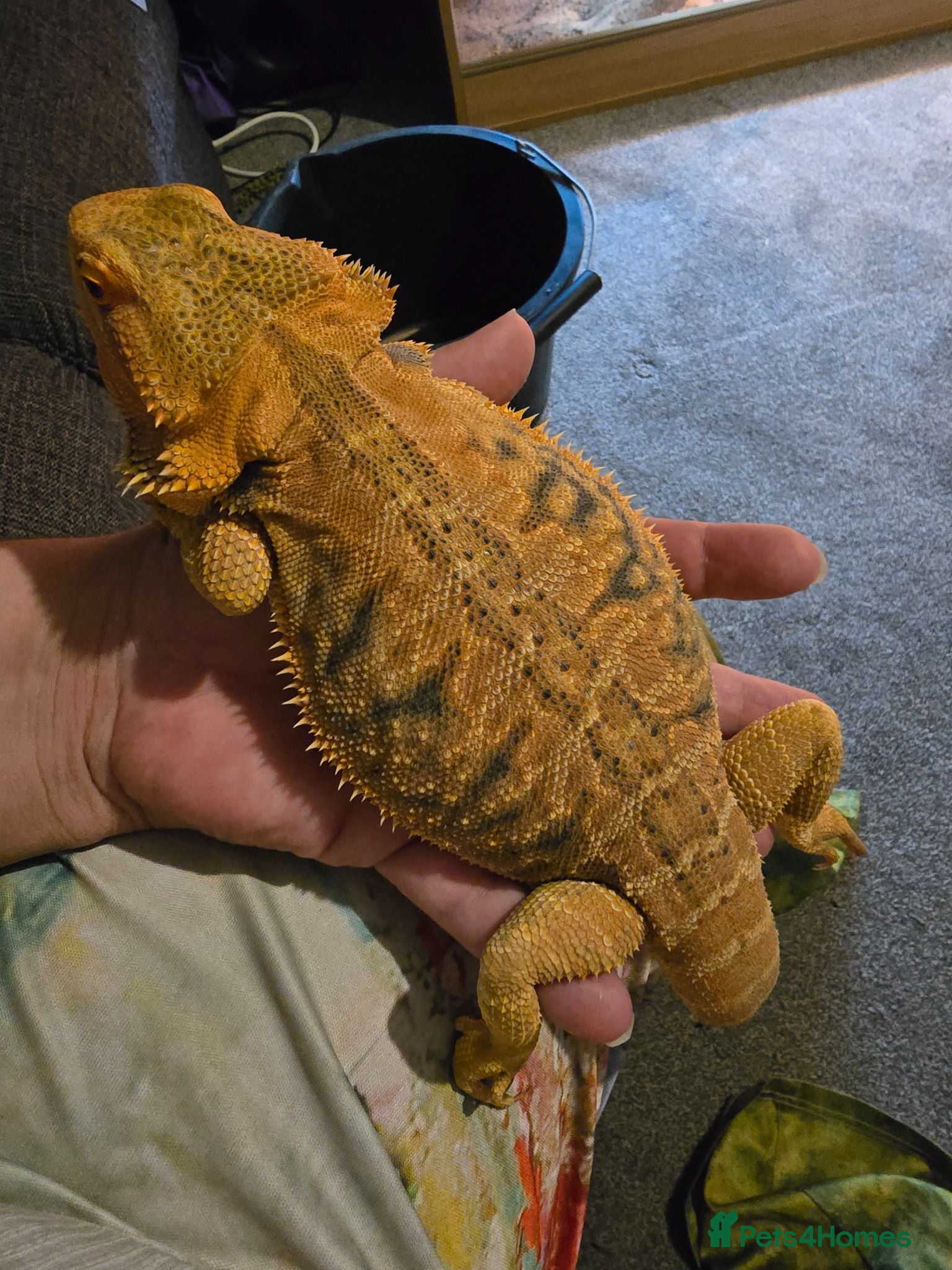 Bearded Dragon reptiles Bearded dragon seeking new home - Advert 3