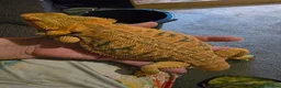 Bearded Dragon reptiles for sale: Bearded dragon seeking new home - Advert 1