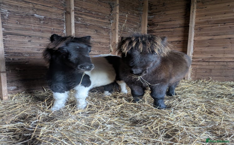 Miniature horses Two stunning Registered mini Shetlands  - Advert 1