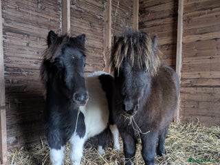 Miniature horses Two stunning Registered mini Shetlands - Advert 5