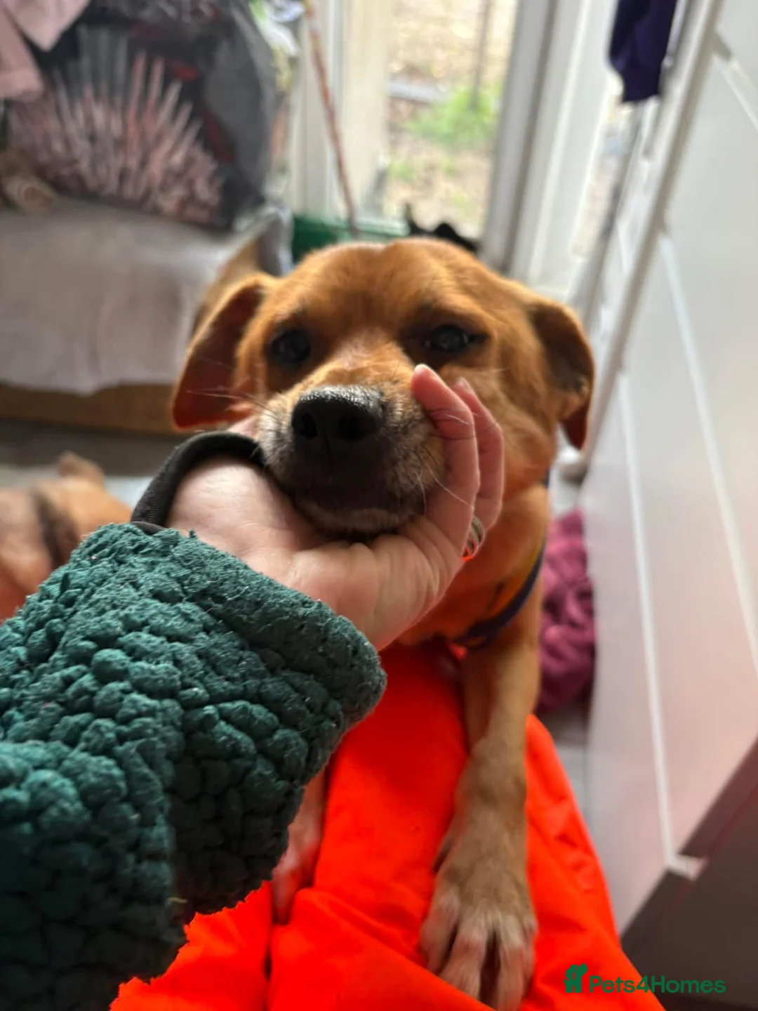 Mixed Breed dogs for adoption: Fry - Norwich Norfolk  - Advert 2
