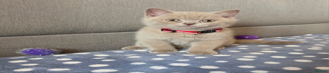 Sand British Shorthair Kitten