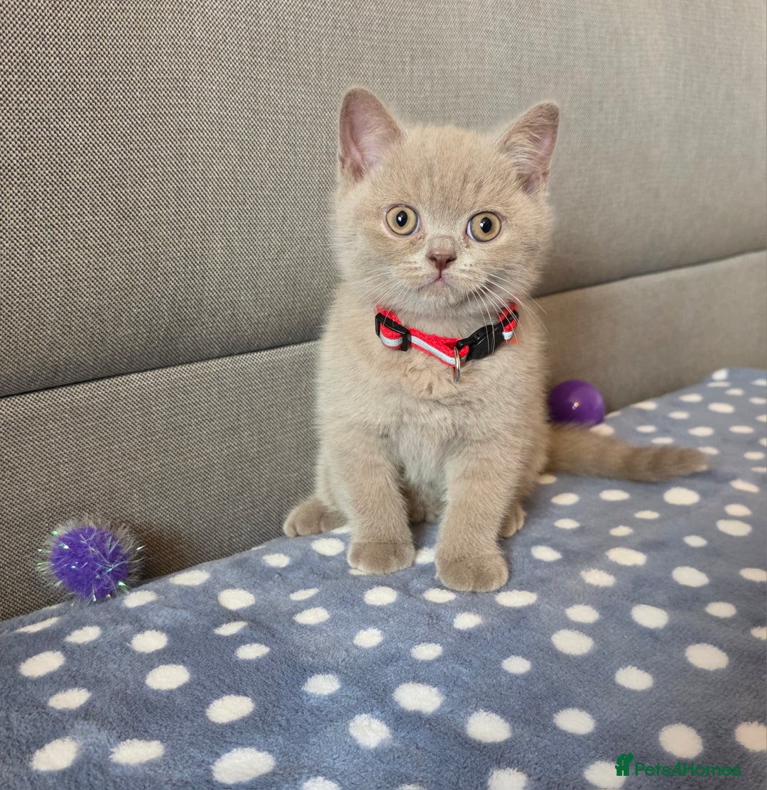 British Shorthair cats for sale: Cute British Shorthair Kittens Ready for go - Image 6