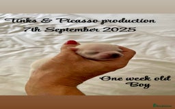 Chihuahua dogs for sale: KC Chihuahuas 🇬🇧 bloodline 5 🌟 - Image 9