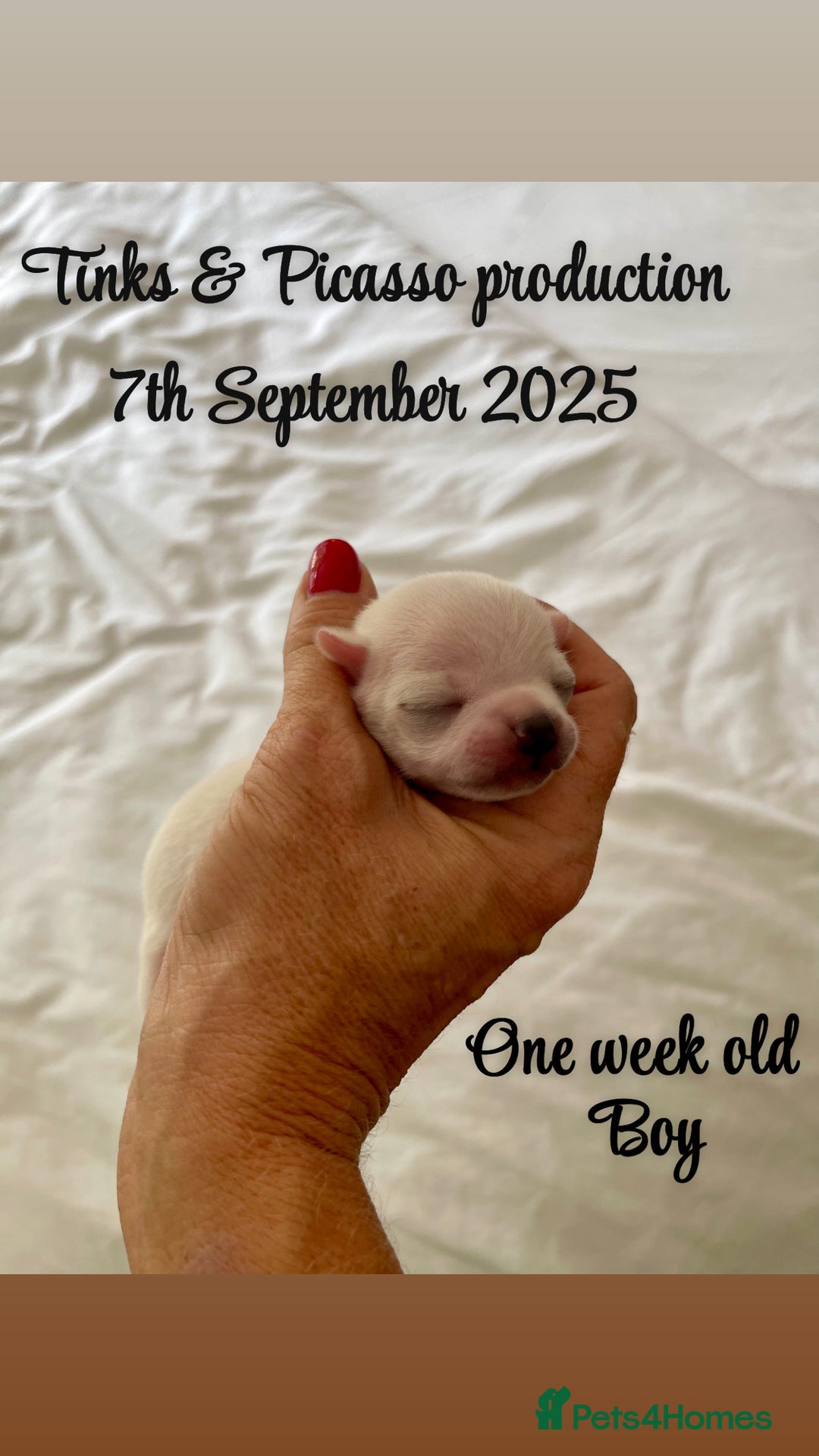 Chihuahua dogs for sale: KC Chihuahuas 🇬🇧 bloodline 5 🌟 - Image 9