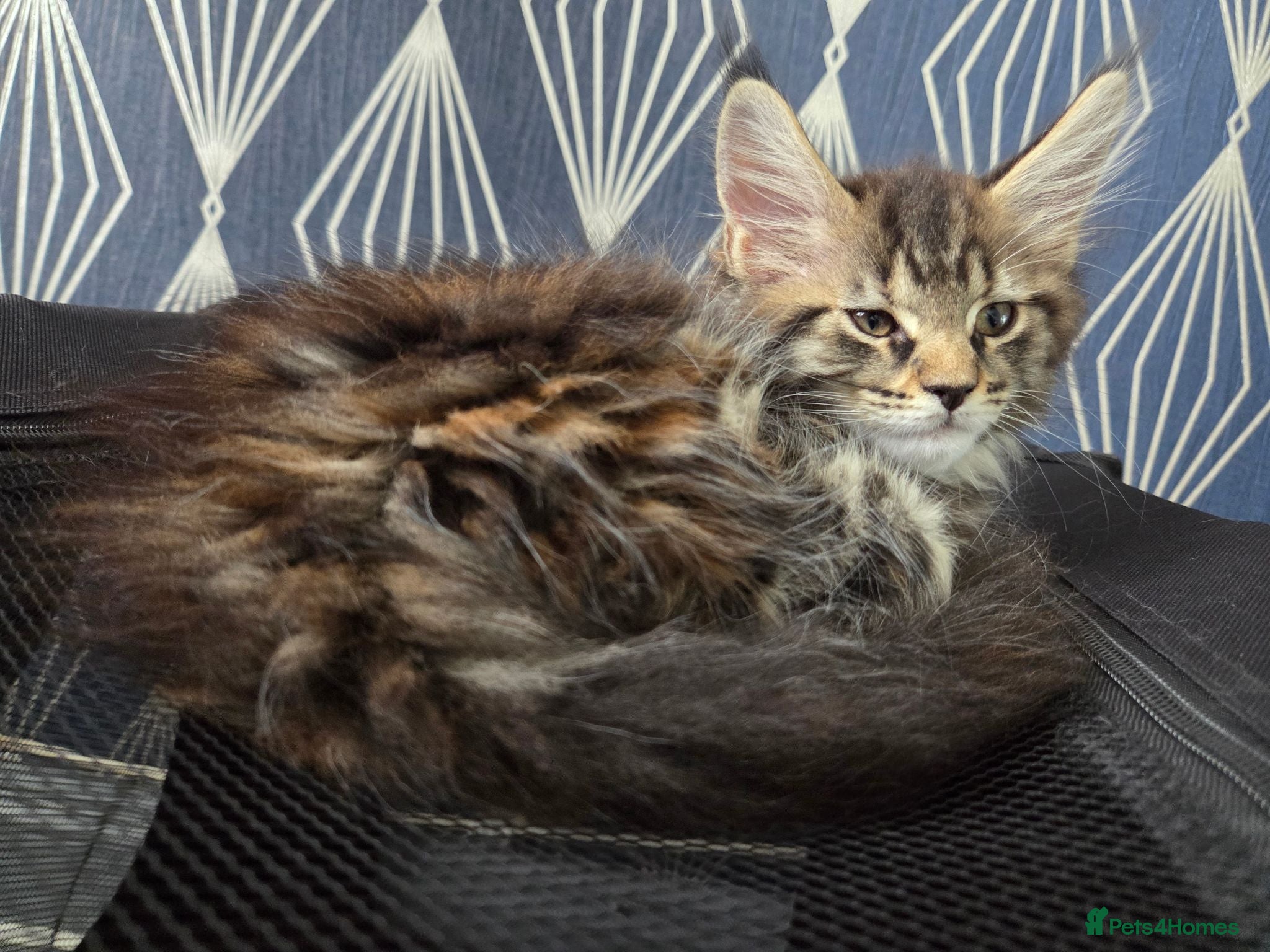 Maine Coon cats 🌟 1 Stunning Torbie girl left 🌟 TICA reg'd🌟 - Advert 11