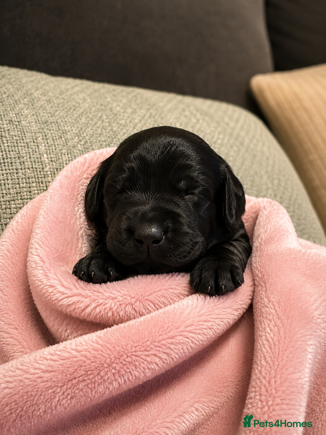Cockapoo dogs Stunning F2 cockapoo puppies - Advert 2