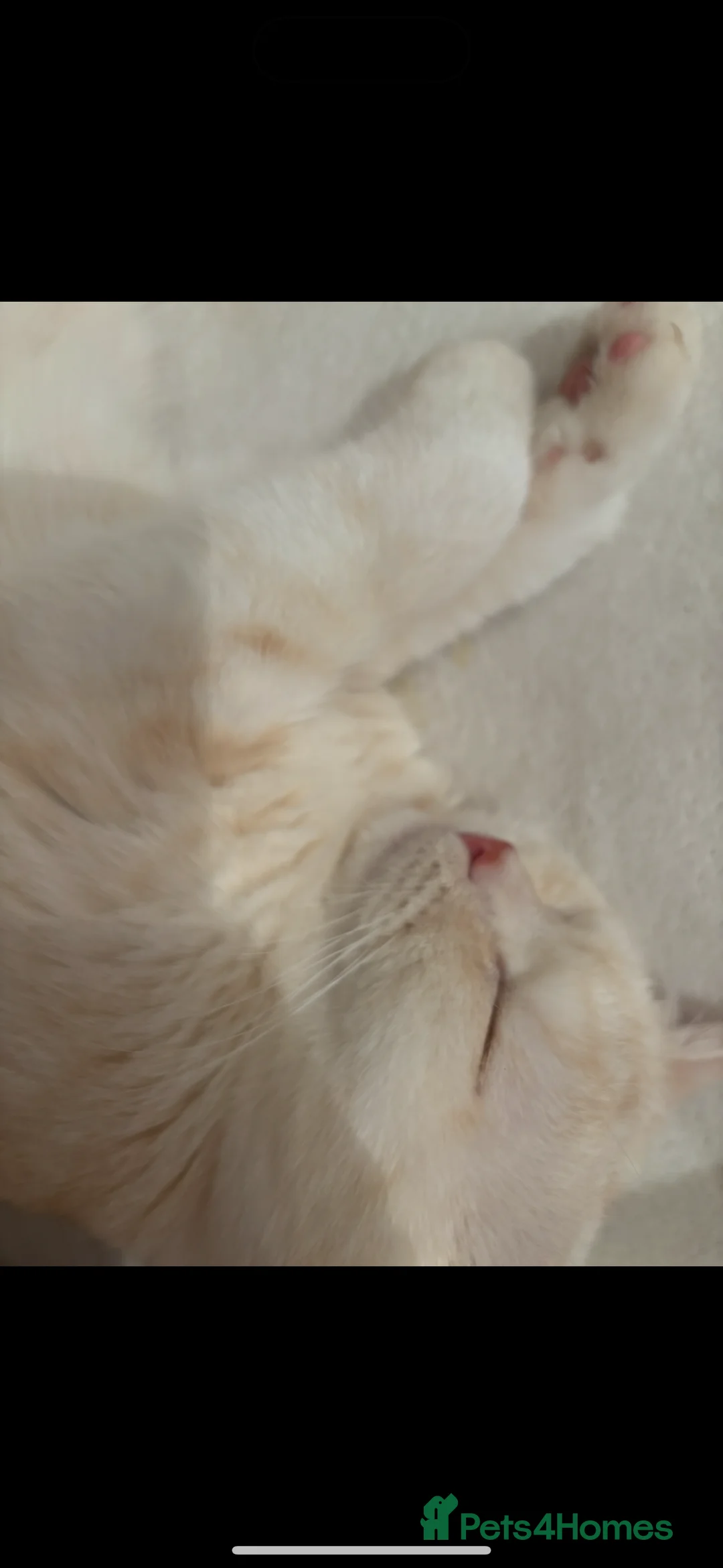 British Shorthair cats for sale: BRITISH SHORTHAIR MALE - Advert 7