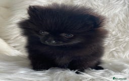 Pomeranian dogs for sale: READY NOW OUTSTANDING KC FEMALE AVALIBLE - Image 13