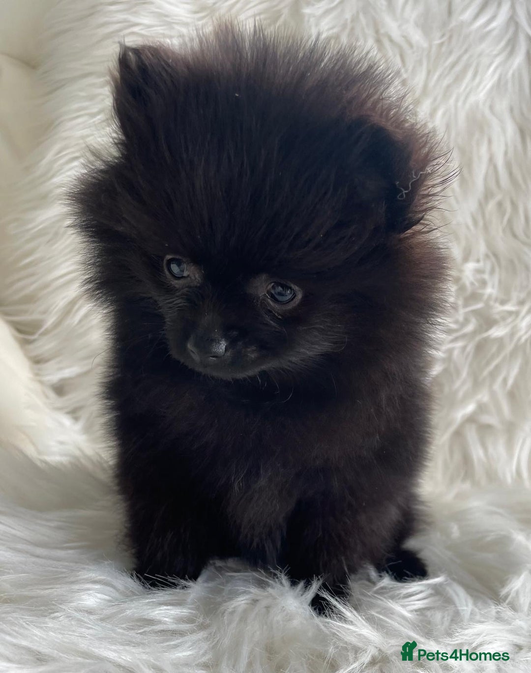 Pomeranian dogs for sale: READY NOW OUTSTANDING KC FEMALE AVALIBLE - Image 13