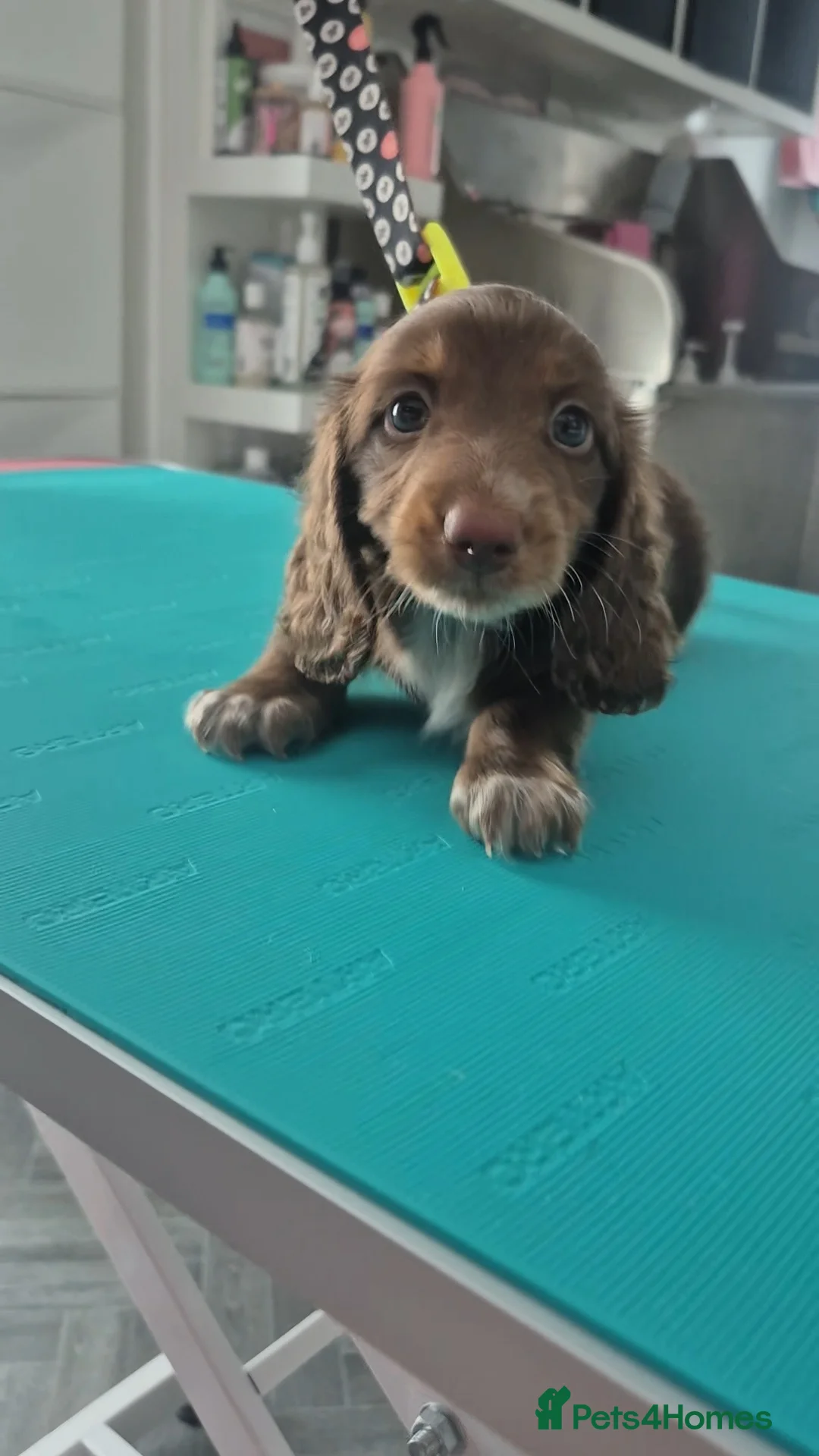 Miniature Dachshund dogs for sale: KC Long Hair Miniature Dachshund Pups ready now - Advert 17