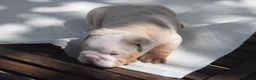 English Bulldog dogs for sale: 5 ⭐️ English Bulldogs  - Advert 9