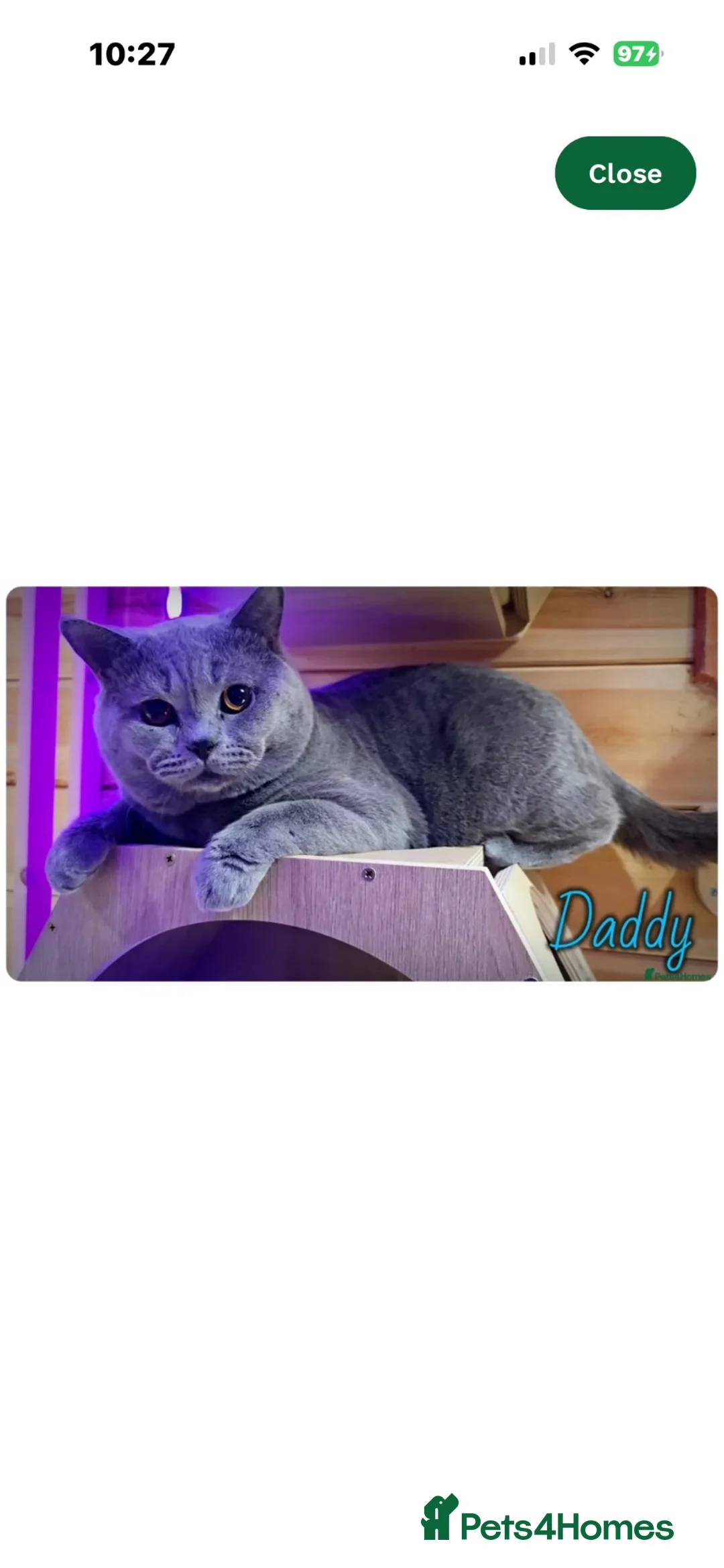 Ragdoll cats for sale: Ragdoll x British Blue in Downham Market - Advert 2