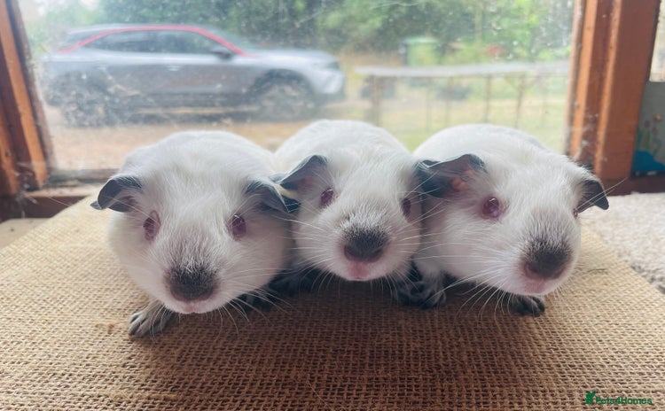 Guinea Pig rodents - Advert 17