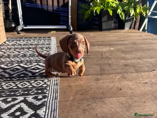 Miniature Dachshund dogs Mini Dashcund Pups! Ready to leave now - Advert 18