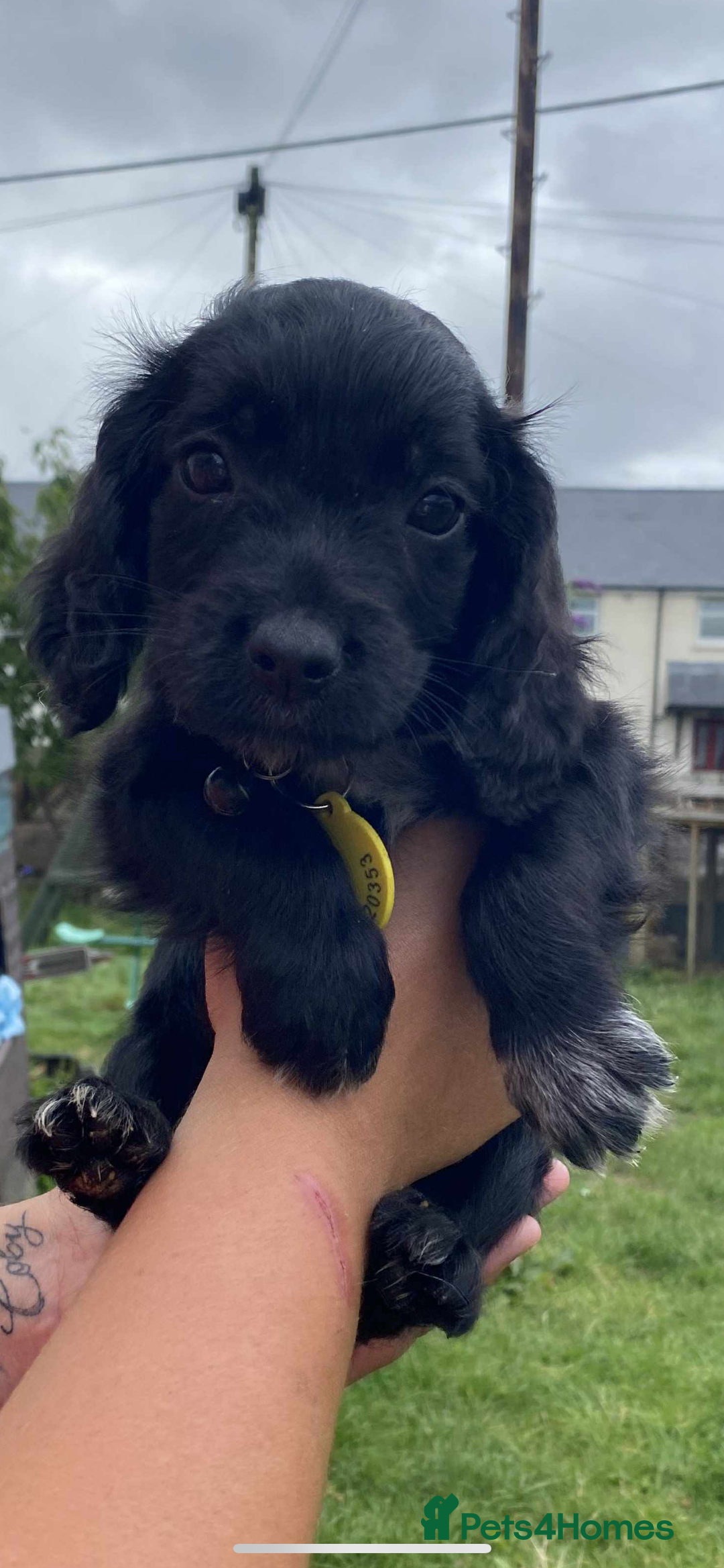 Cocker Spaniel dogs for sale: Cocker spaniel pups 3 male  - Image 6