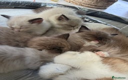 Ragdoll cats for sale: Rare European Chunky ragdolls - Image 14