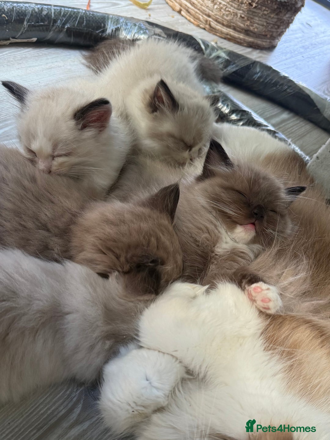 Ragdoll cats for sale: Rare European Chunky ragdolls - Image 14