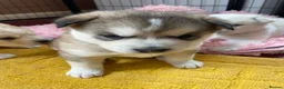 Mixed Breed dogs for sale: 3 husky puppies - Advert 4