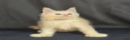Maine Coon cats for sale: Ready now Maine Coon x2 boys - Advert 23
