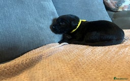 Mixed Breed dogs for sale: 3/4 lab 1/4 collie puppies  in Whitby - Image 26