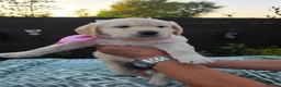 Golden Retriever dogs for sale: 9 beautiful golden retriever puppies - Advert 28