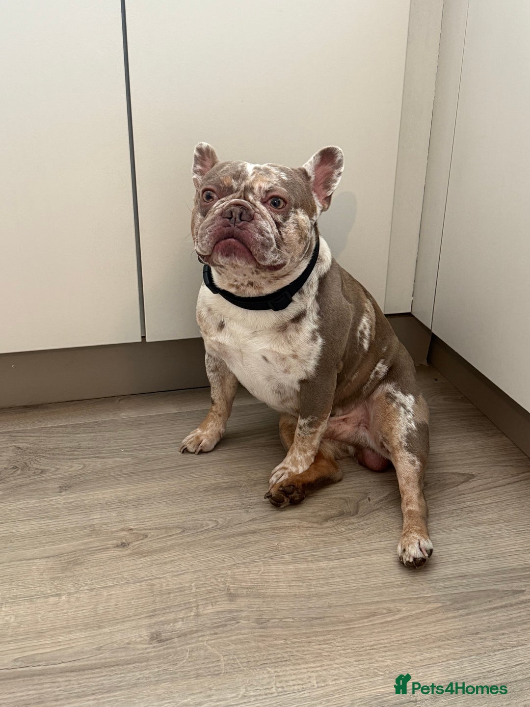 French Bulldog dogs for stud: VEGAS- new shade Isabella & tan Merle  in Southampton - Advert 2