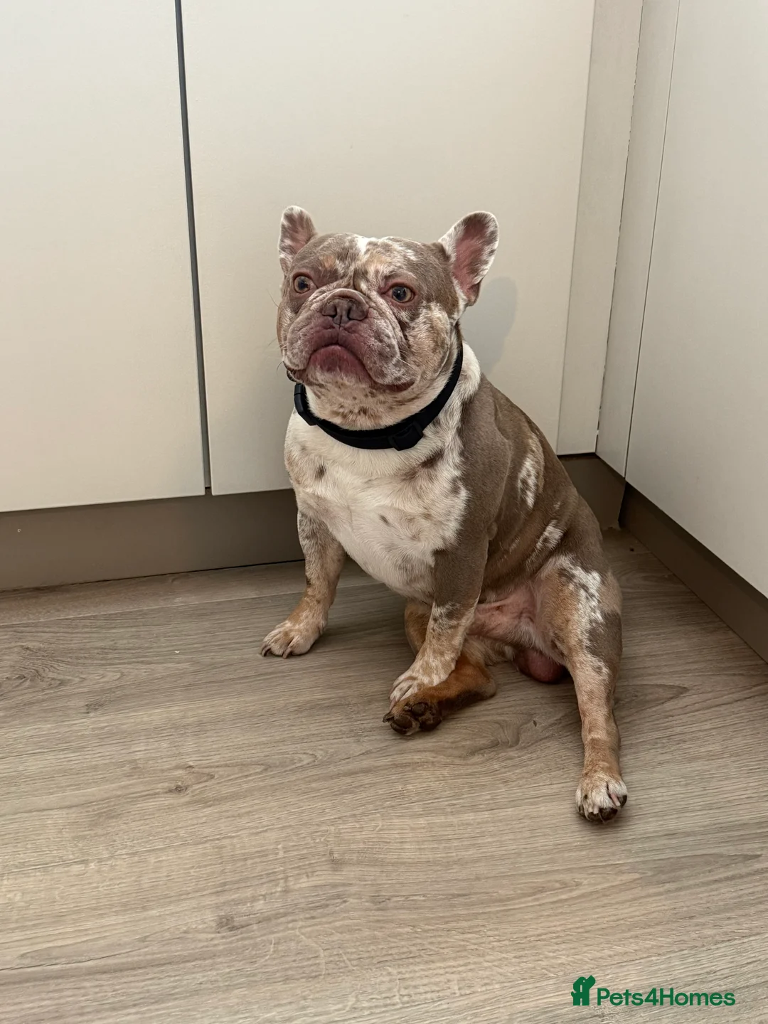 French Bulldog dogs for stud: VEGAS- new shade Isabella & tan Merle  in Southampton - Advert 2