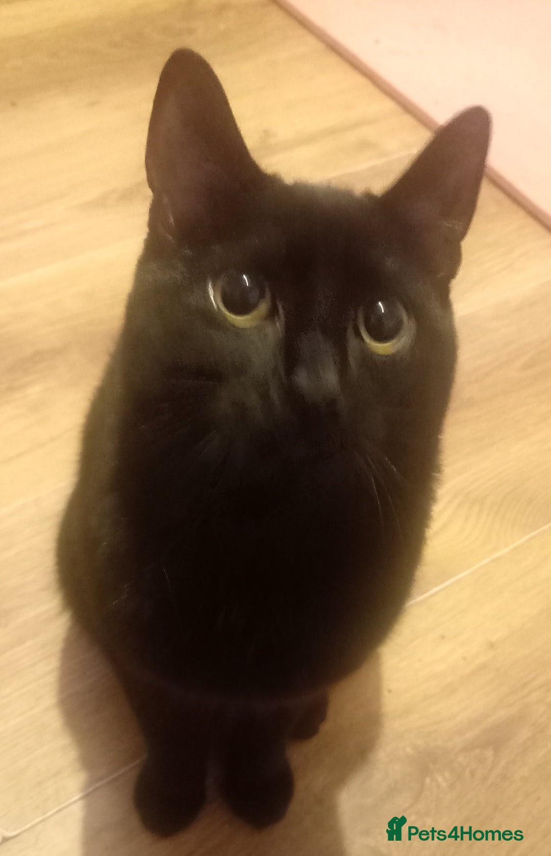 Mixed Breed cats for sale: 7 month old male kitten  - Advert 2