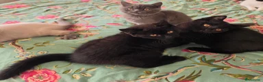 British Shorthair 3 black boy