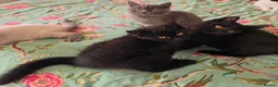 British Shorthair cats for sale: British shorthair kittens from 2 litter - Advert 7