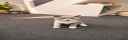 British Shorthair cats for sale: British Shorthair Kittens  in Enfield - Advert 6