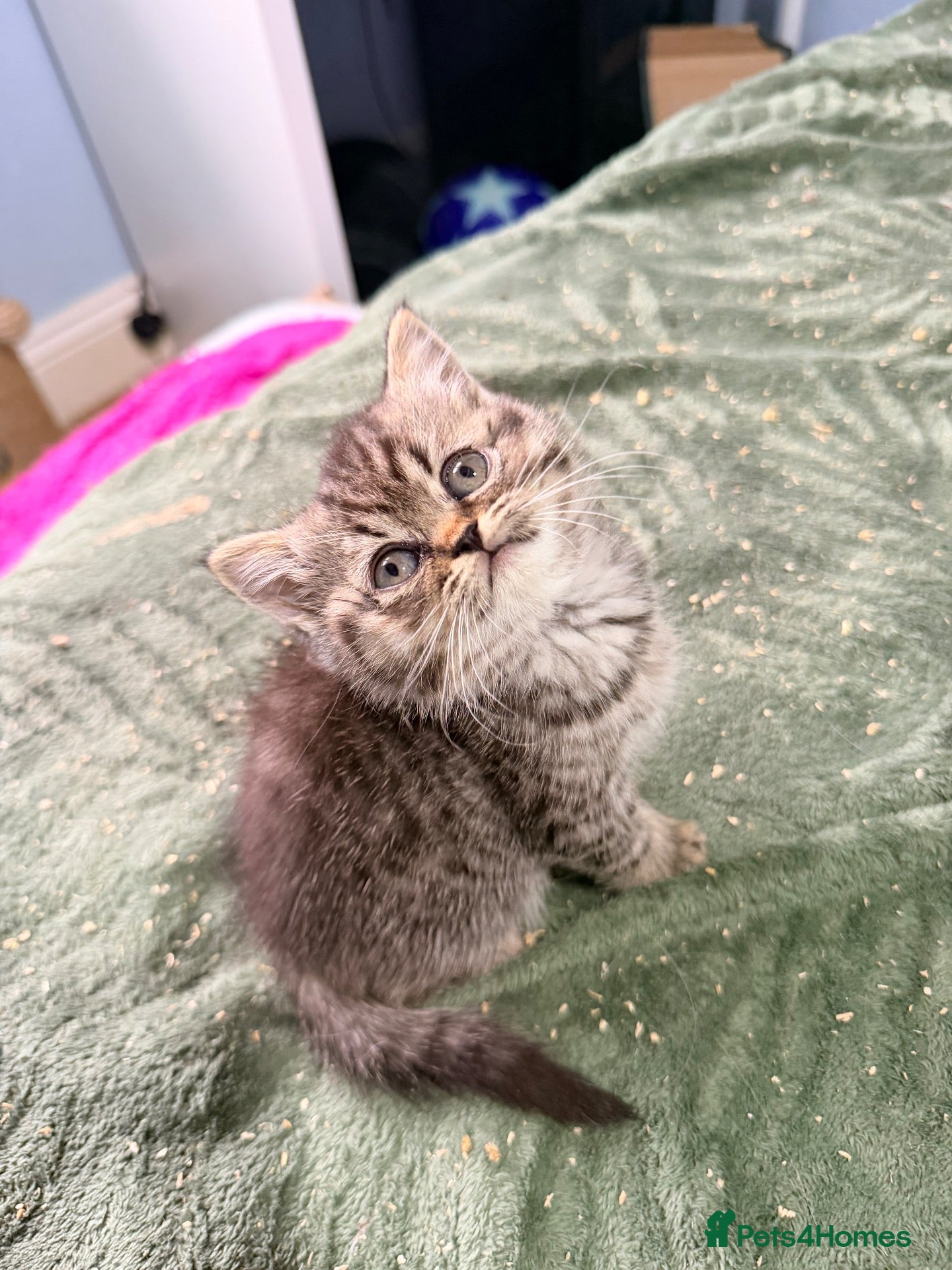 Mixed Breed cats 1 girl  READY NOW Scottish fold x BSH  - Advert 1