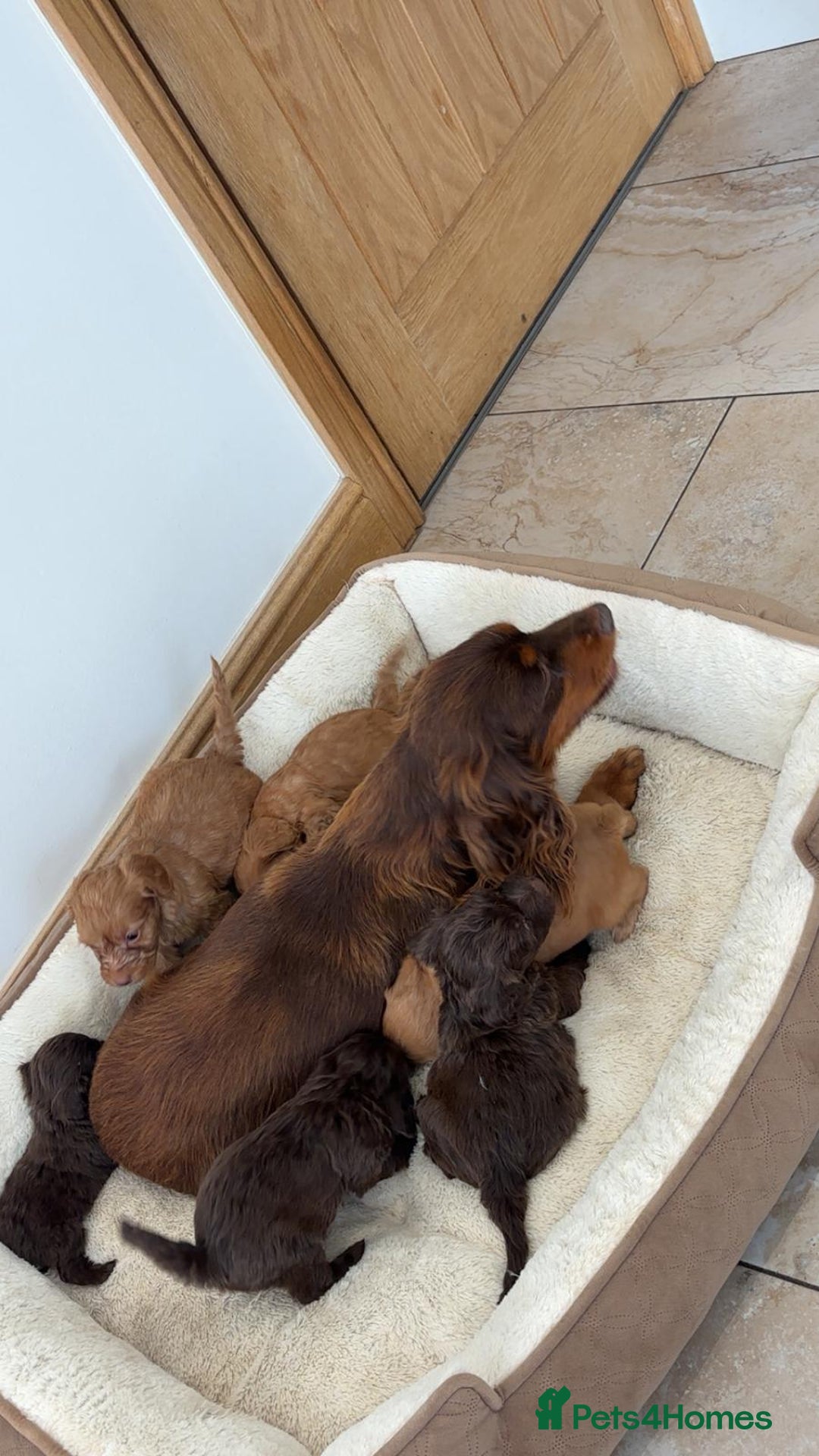 Cockapoo dogs for sale: Stunning Litter of 6 F1 Cockerpoo puppies  - Image 13