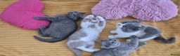 British Shorthair cats for sale: Ready! GCCF parents with champions in line,BSH - Advert 6