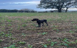 German Wirehaired Pointer dogs for sale: Male GWP pup  - Image 2